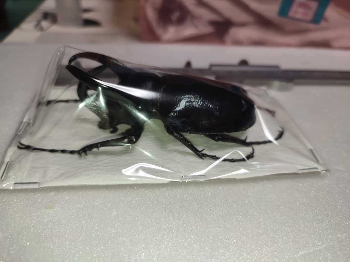 コーカサスオオカブト○昆虫標本○ブルータイプ○オス83mm