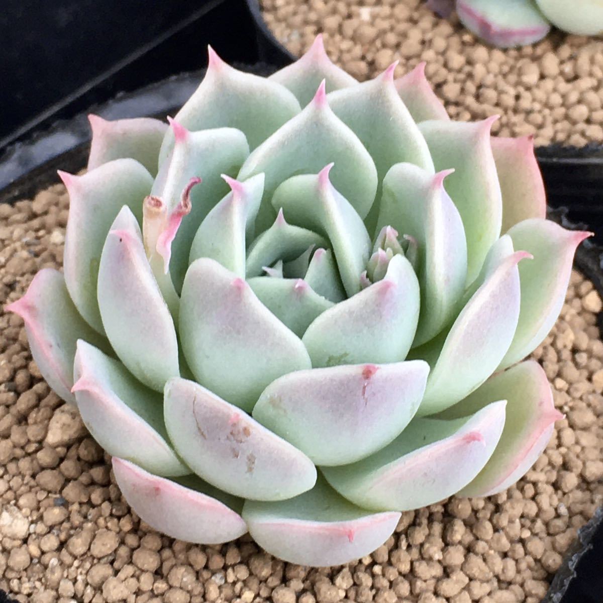 花月夜 X シャビアナ X シムランス エケベリア 多肉植物 抜き苗 サボテン 売買されたオークション情報 Yahooの商品情報をアーカイブ公開 オークファン Aucfan Com