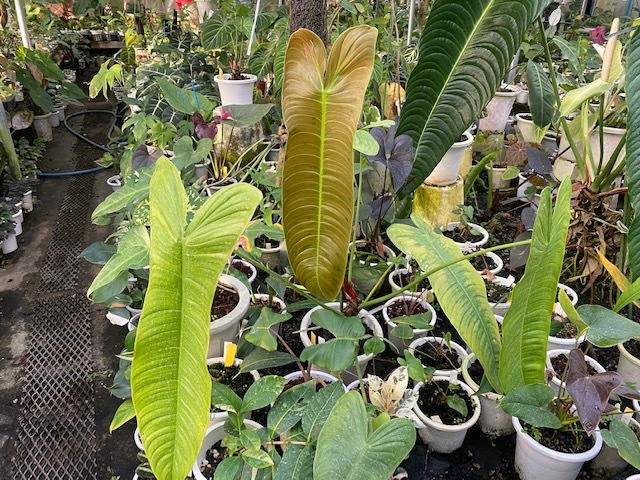 超激得，人気 ＫＮ フィロデンドロン シャロニアエ PHILODENDRON SHARONIAE 0.8Ｍ以下(その他)｜売買されたオークション情報、yahooの商品情報をアーカイブ公開 - オークファン その他