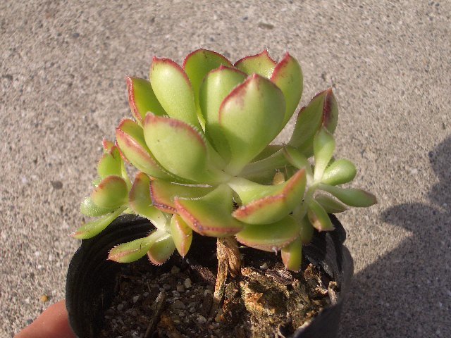 アエオニウム ボルケリhyb. 抜き苗 多肉植物(観葉植物)｜売買された  