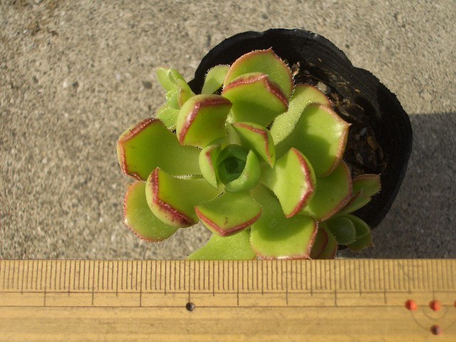 アエオニウム ボルケリhyb. 抜き苗 多肉植物(観葉植物)｜売買された  