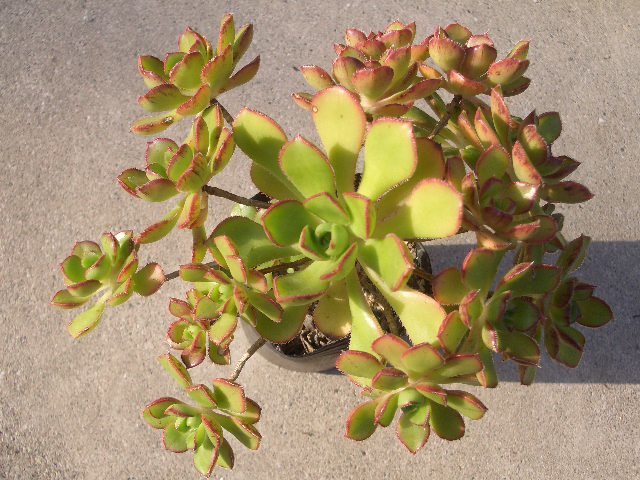 アエオニウム ボルケリhyb. 抜き苗 多肉植物(観葉植物)｜売買された  