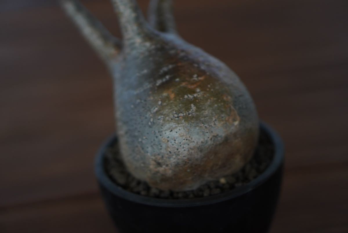 発根済□□Pachypodium Gracilius□□パキポディウム グラキリス#現地 