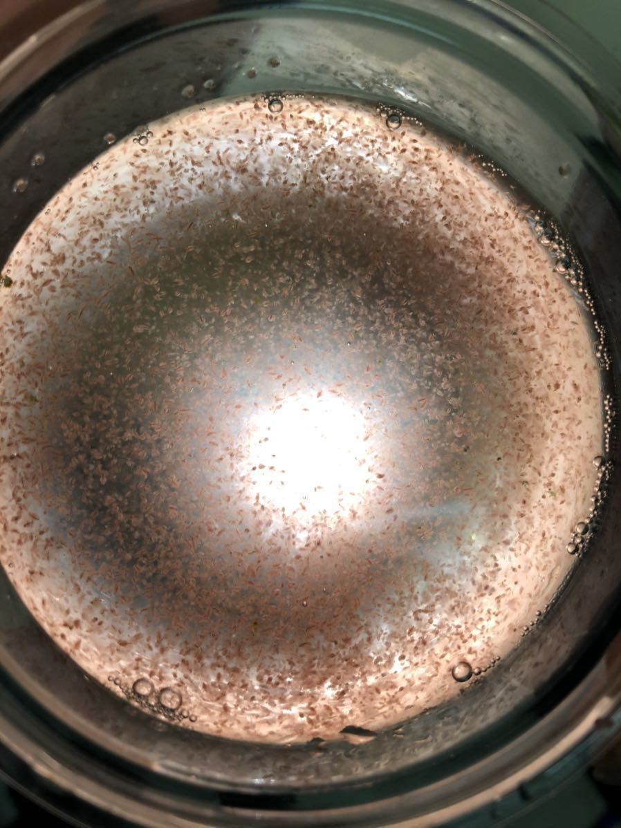 最強培養セット ミジンコ匹 スーパー生クロレラ350ml おまけグリーンウォーターミジンコメダカ餌ゾウリムシらんちゅう金魚めだか 甲殻類 売買されたオークション情報 Yahooの商品情報をアーカイブ公開 オークファン Aucfan Com