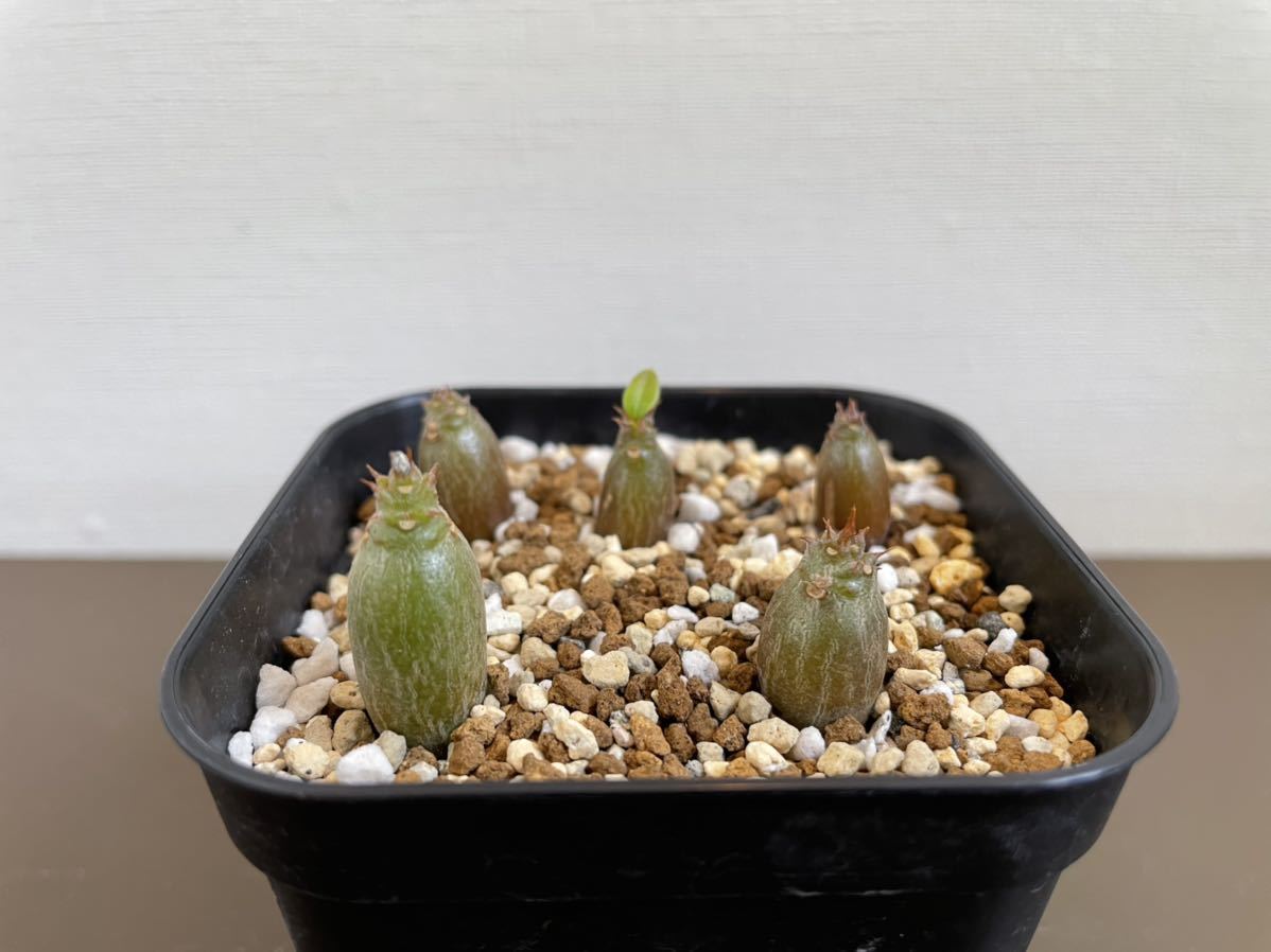 ハオルチア 多肉植物 64L コレクタ実生糊斑 自家繁殖 公式通販