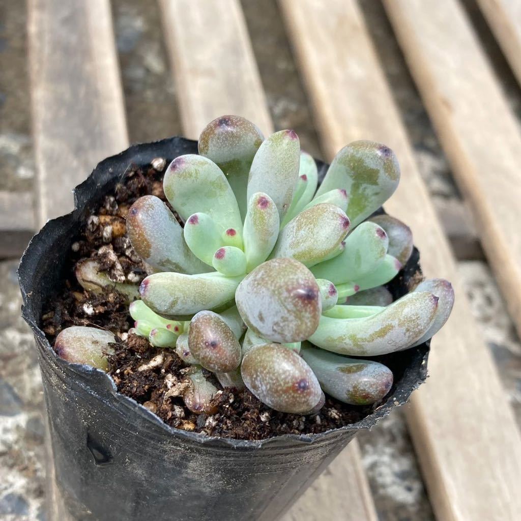 多肉植物 セダム属 コミックトム サボテン 売買されたオークション情報 Yahooの商品情報をアーカイブ公開 オークファン Aucfan Com