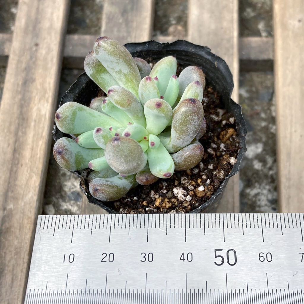 多肉植物 セダム属 コミックトム サボテン 売買されたオークション情報 Yahooの商品情報をアーカイブ公開 オークファン Aucfan Com