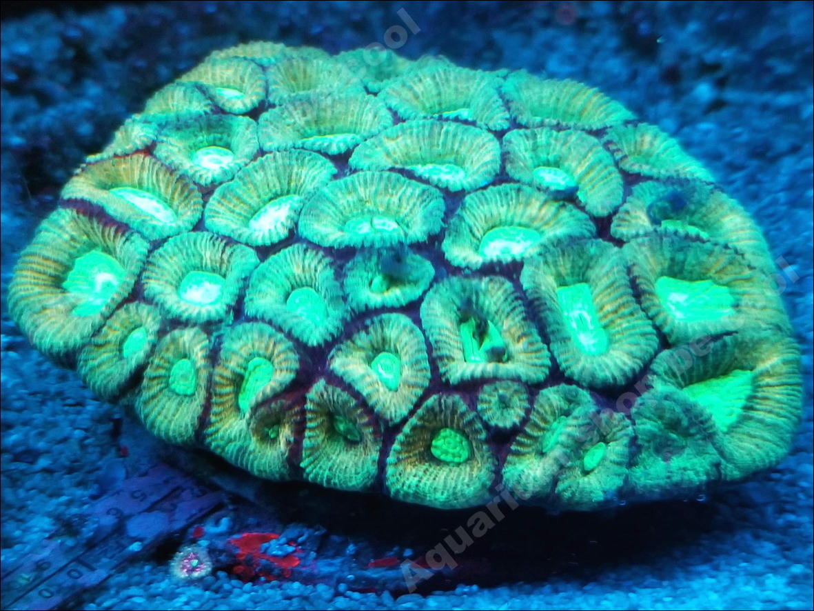 rreaモスコーブルーグッピー 5匹(オス3×メス2)】 生後3ヶ月前後の若魚