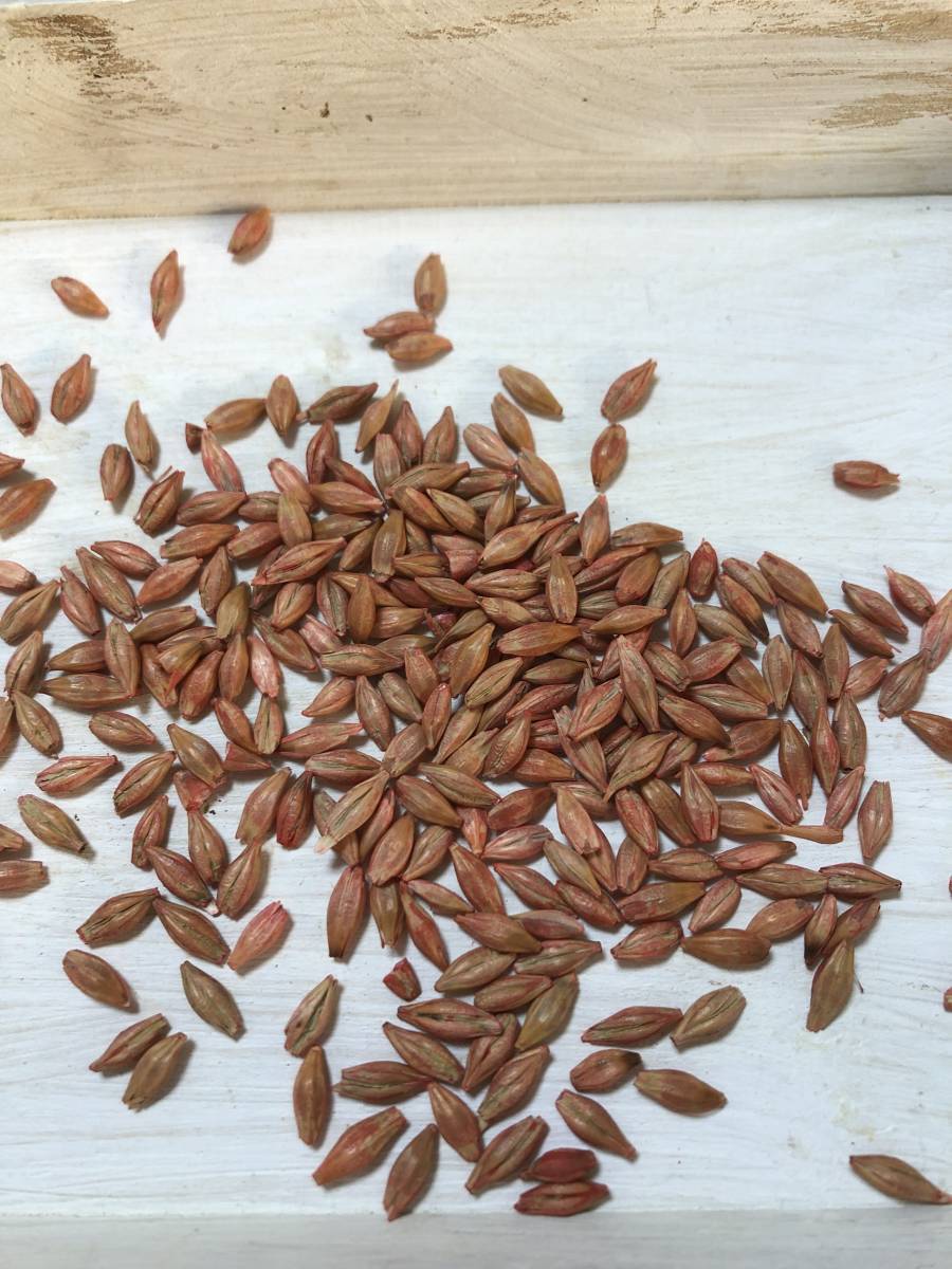 敷き藁の代用 麦マルチ てまいらず 緑肥栽培用種子 約１００粒 野菜 売買されたオークション情報 Yahooの商品情報をアーカイブ公開 オークファン Aucfan Com