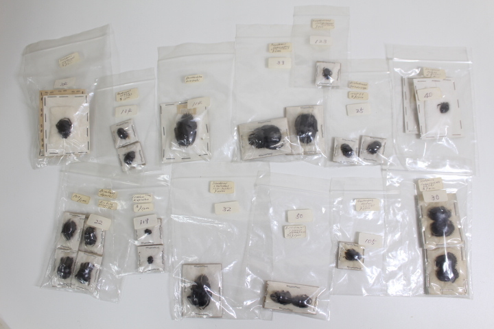 中古◆昆虫標本 海外 コガネムシ科 dichotomius スカラバエウス Scarabaeoidea スカラベカブトムシ canthon 他 アメリカ メキシコ◆0408f