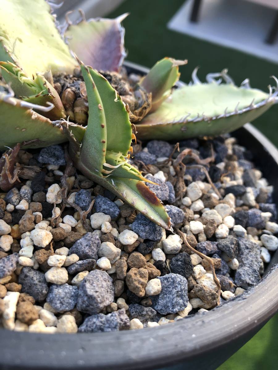白鯨 親株 アガベ チタノタ オアハカ Agave titanota oaxaca seedlings アガベ チタノタ オアハカ実生株
