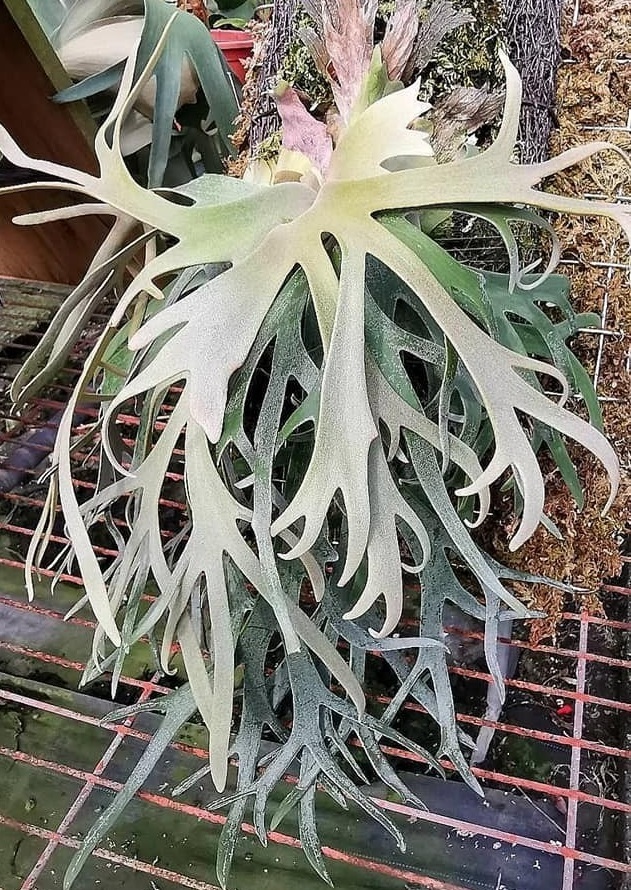 P.willinckii 'Jade Girl'③ @bikamori.com ビカクシダ ウィリンキー