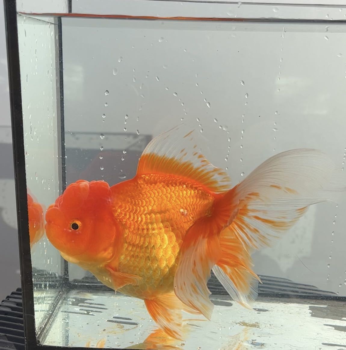 オランダ獅子頭_1