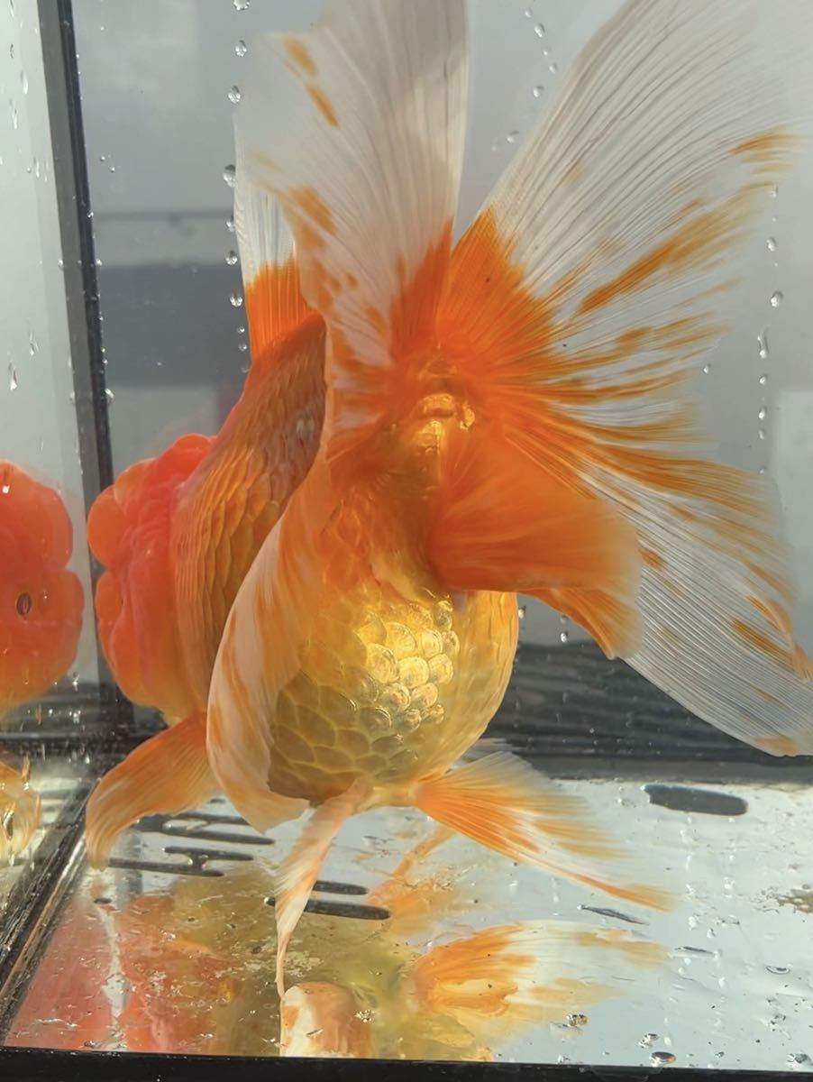 オランダ獅子頭_2