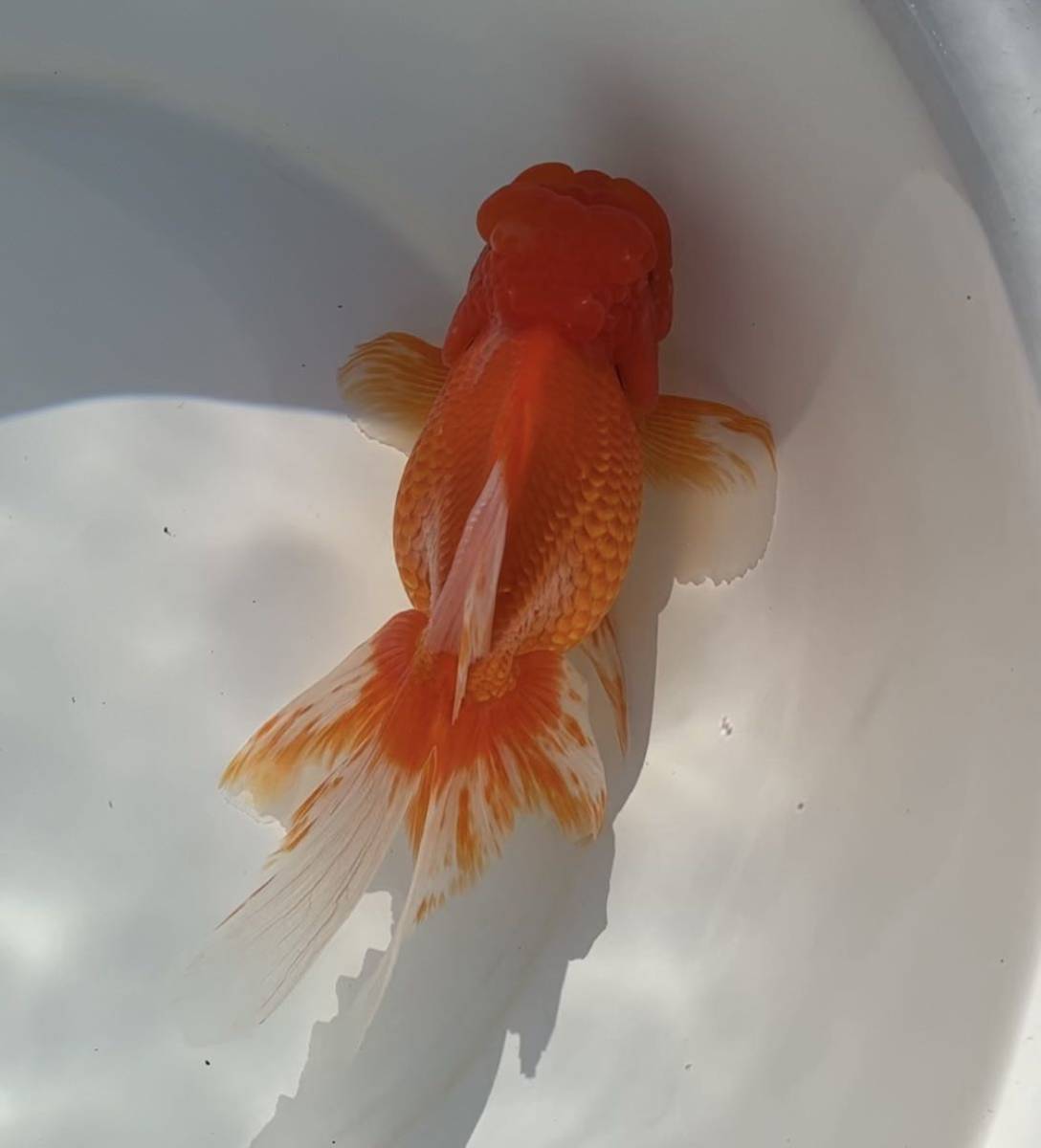 オランダ獅子頭_3