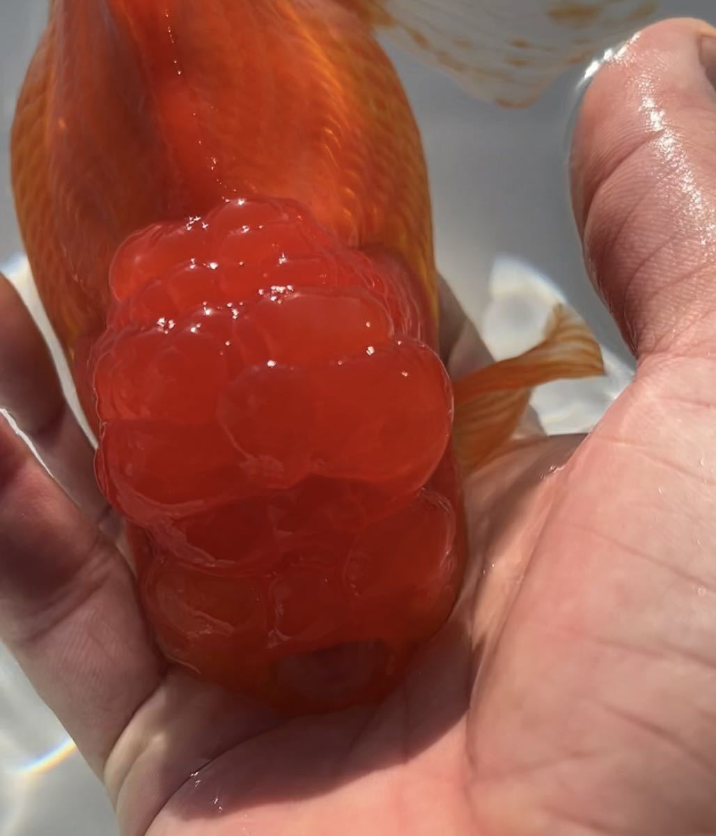 オランダ獅子頭_5