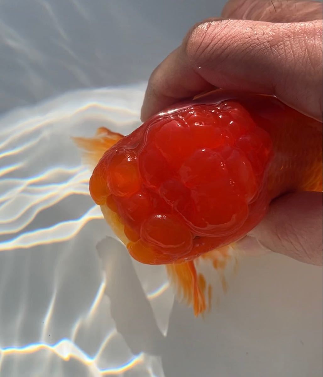 オランダ獅子頭_6