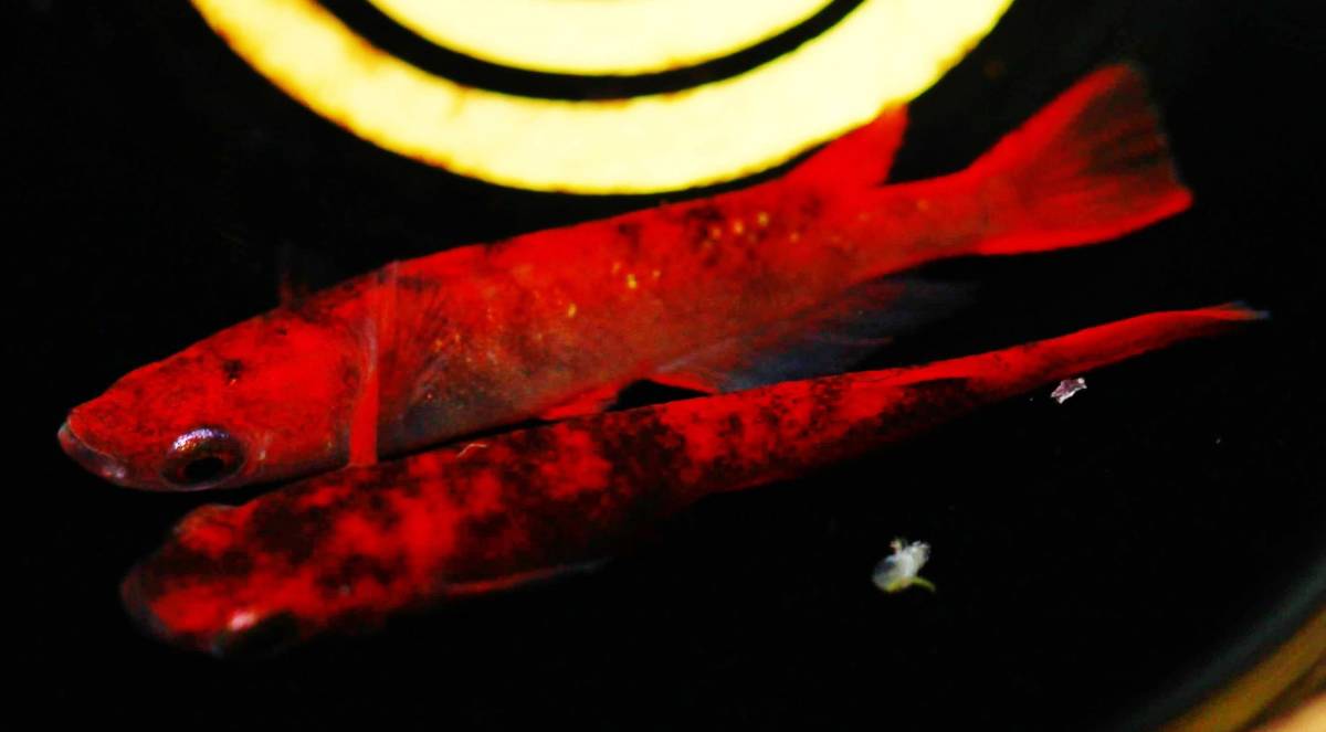特選めだか 現物出品 種親にどうぞ スペシャル墨濃個体 真に赤い 真朱 しんしゅ メダカ 当方作出 S1471 特濃朱赤めだか 1ペア Oxfordkneegroup Com