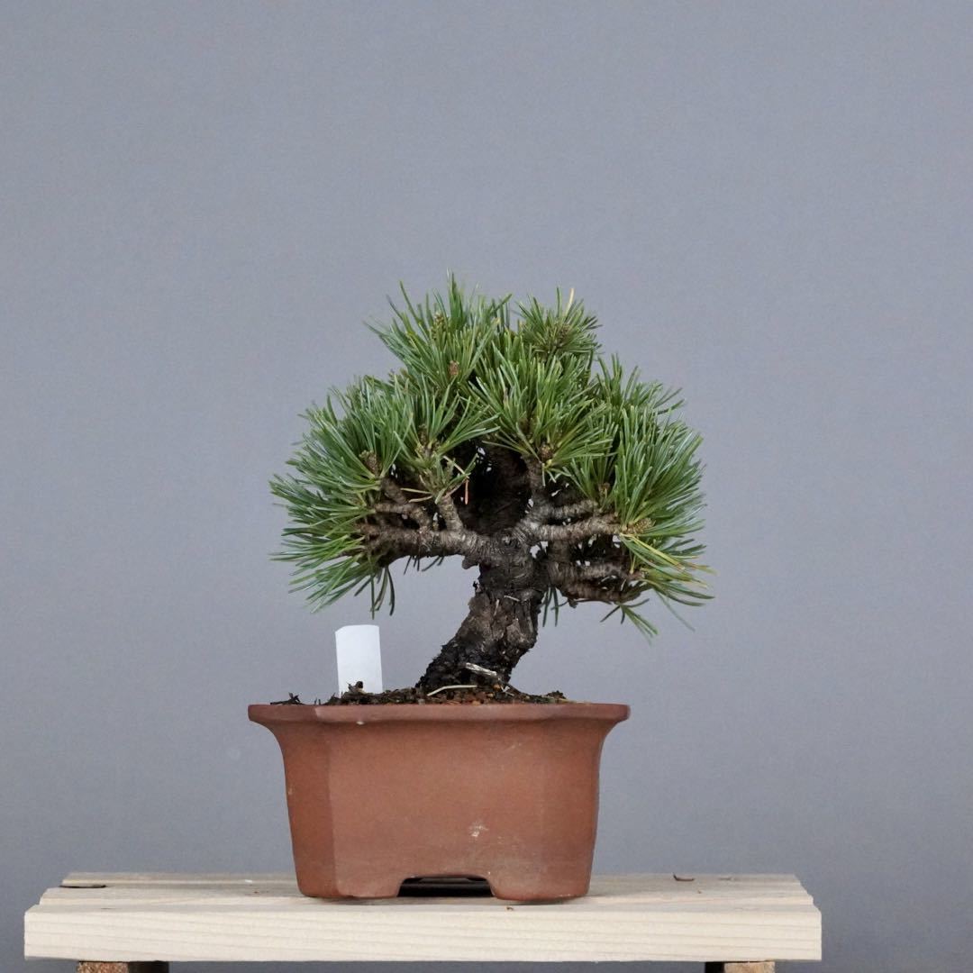 小品盆栽 ミニ 人気 五葉松 明星｜花、園芸