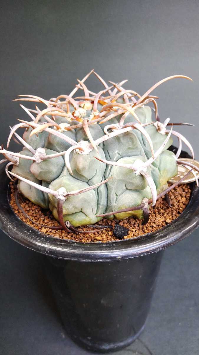 ギムノカリキウム スーパー バッテリー 実生 狂刺スーパーバッテリー
