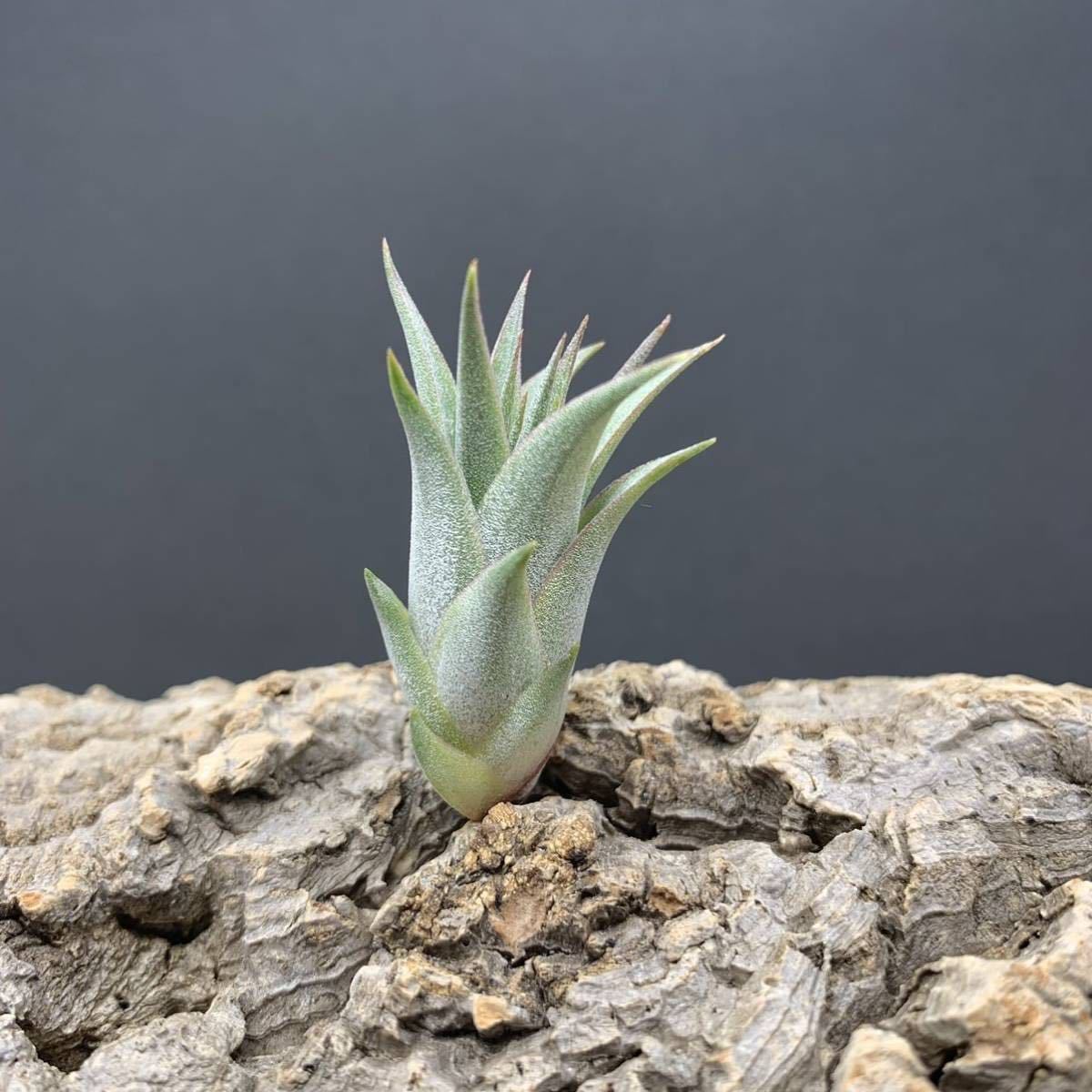 チランジア シャロンレッドスカーレット