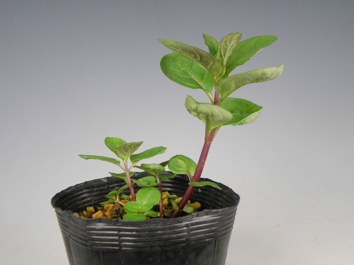 日本ハッカ ホクト 栽培増殖品 山野草 ハーブ ミント 花 野生ラン その他 売買されたオークション情報 Yahooの商品情報をアーカイブ公開 オークファン Aucfan Com