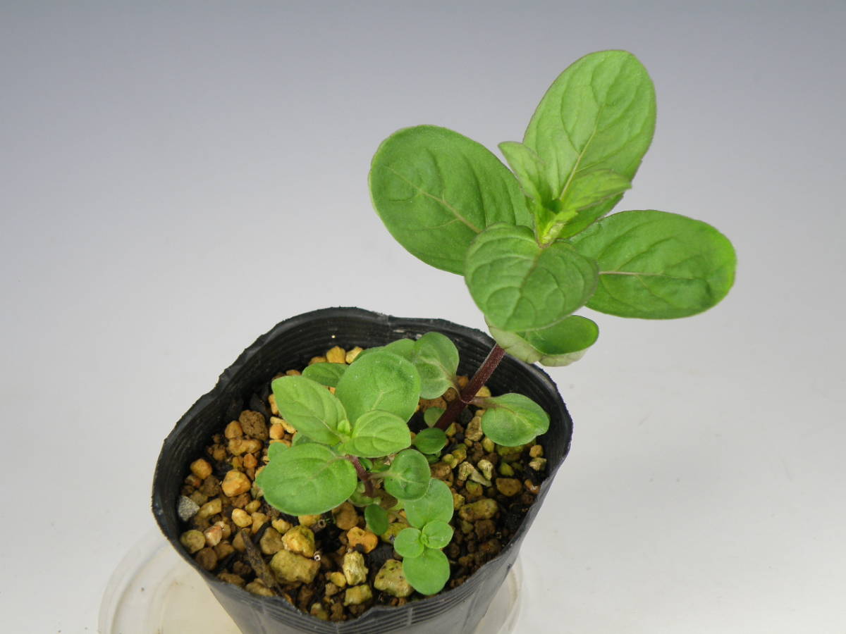 日本ハッカ ホクト 栽培増殖品 山野草 ハーブ ミント 花 野生ラン その他 売買されたオークション情報 Yahooの商品情報をアーカイブ公開 オークファン Aucfan Com