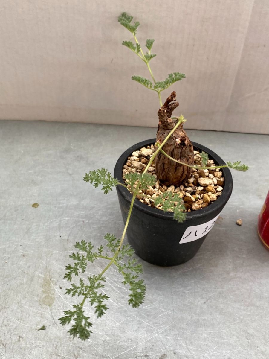 ハ1263 「現地」ペラルゴニウム トリステ 植え【塊根植物・未発根