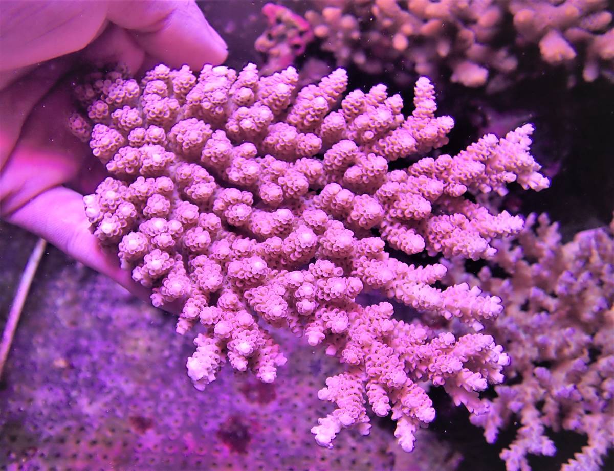 Coral Sea Japan 1円スタート ！ オーストラリア産 ミドリイシsp 7