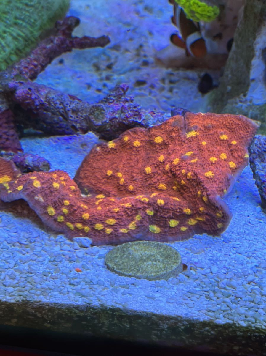 キッカサンゴ レッドベースイエローポリプ 海水魚 売買されたオークション情報 Yahooの商品情報をアーカイブ公開 オークファン Aucfan Com