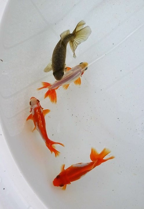 金魚広場 No95 明2歳特選魚 地金の仔 和金 約8 5 9 5cm クジャク尾 4匹 金魚 売買されたオークション情報 Yahooの商品情報をアーカイブ公開 オークファン Aucfan Com 金魚広場 No95 明2歳特選魚 地金の仔 和金 約8 5 9 5cm クジャク尾 4匹 金魚 売買されたオークション情報 Yahooの商品情報をアーカイブ公開 オークファン Aucfan Com