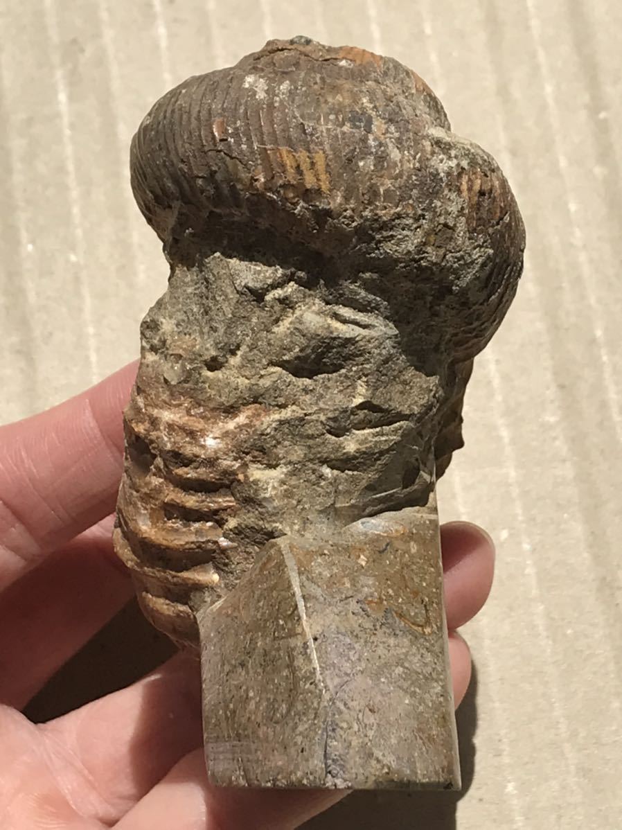 マダガスカル産直輸入 異常巻きアンモナイト化石 ノストセラス 全長8.7