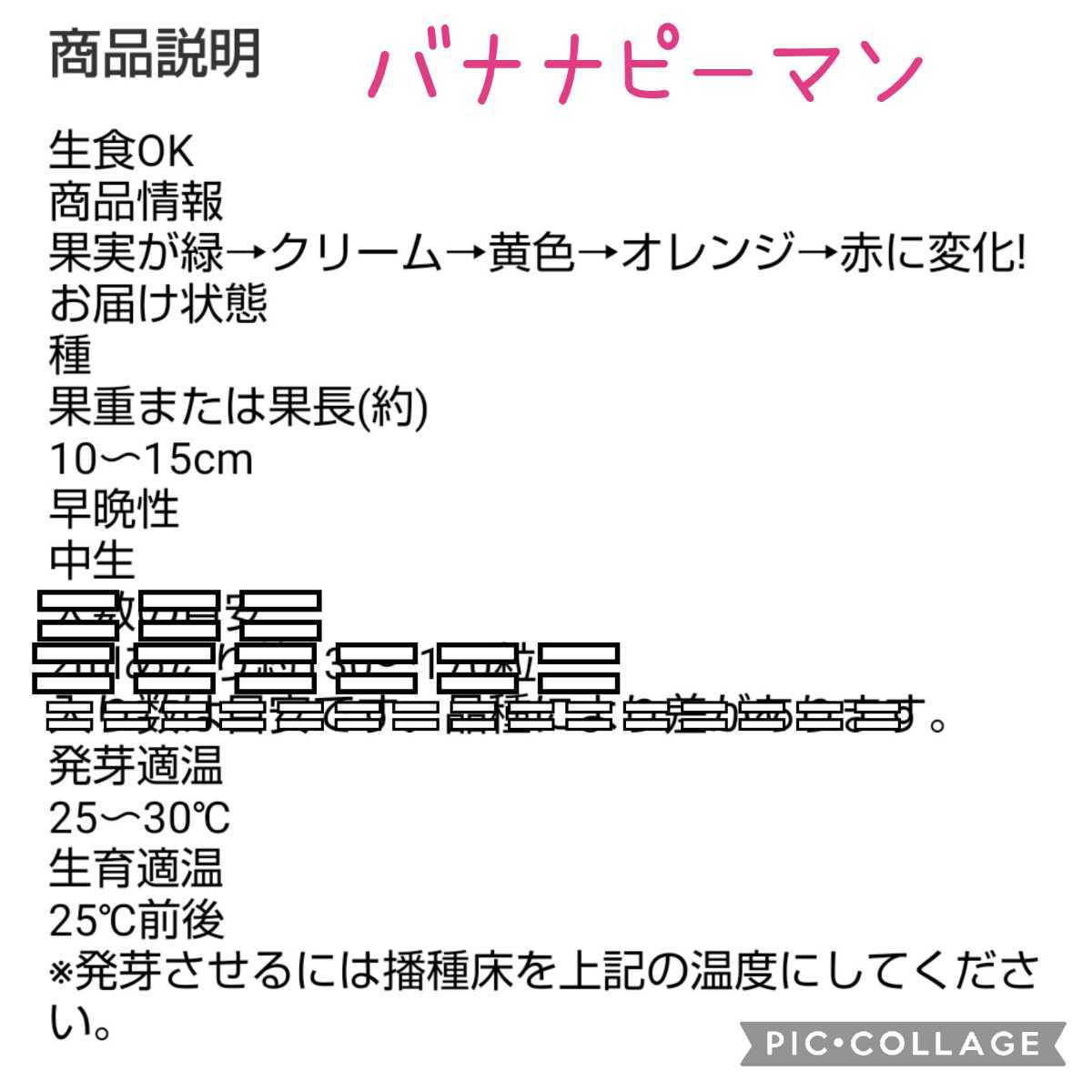 ５粒 バナナピーマン 果肉の色が変化する楽しみながら育てられます 鈴なり品種 送料73円 野菜 売買されたオークション情報 Yahooの商品情報をアーカイブ公開 オークファン Aucfan Com