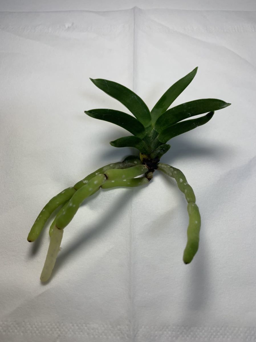 花日輪 富貴蘭 山野草 長生蘭 蘭 寒蘭 春蘭 ラン 売買されたオークション情報 Yahooの商品情報をアーカイブ公開 オークファン Aucfan Com