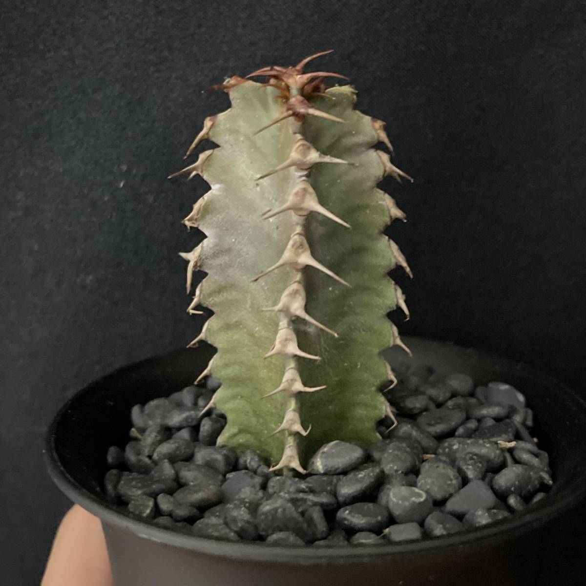 ユーフォルビア カナリエンシス 墨麒麟/Euphorbia canariensis 観葉 