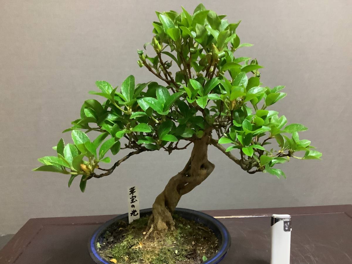 定番人気，正規品】 甲州野梅
