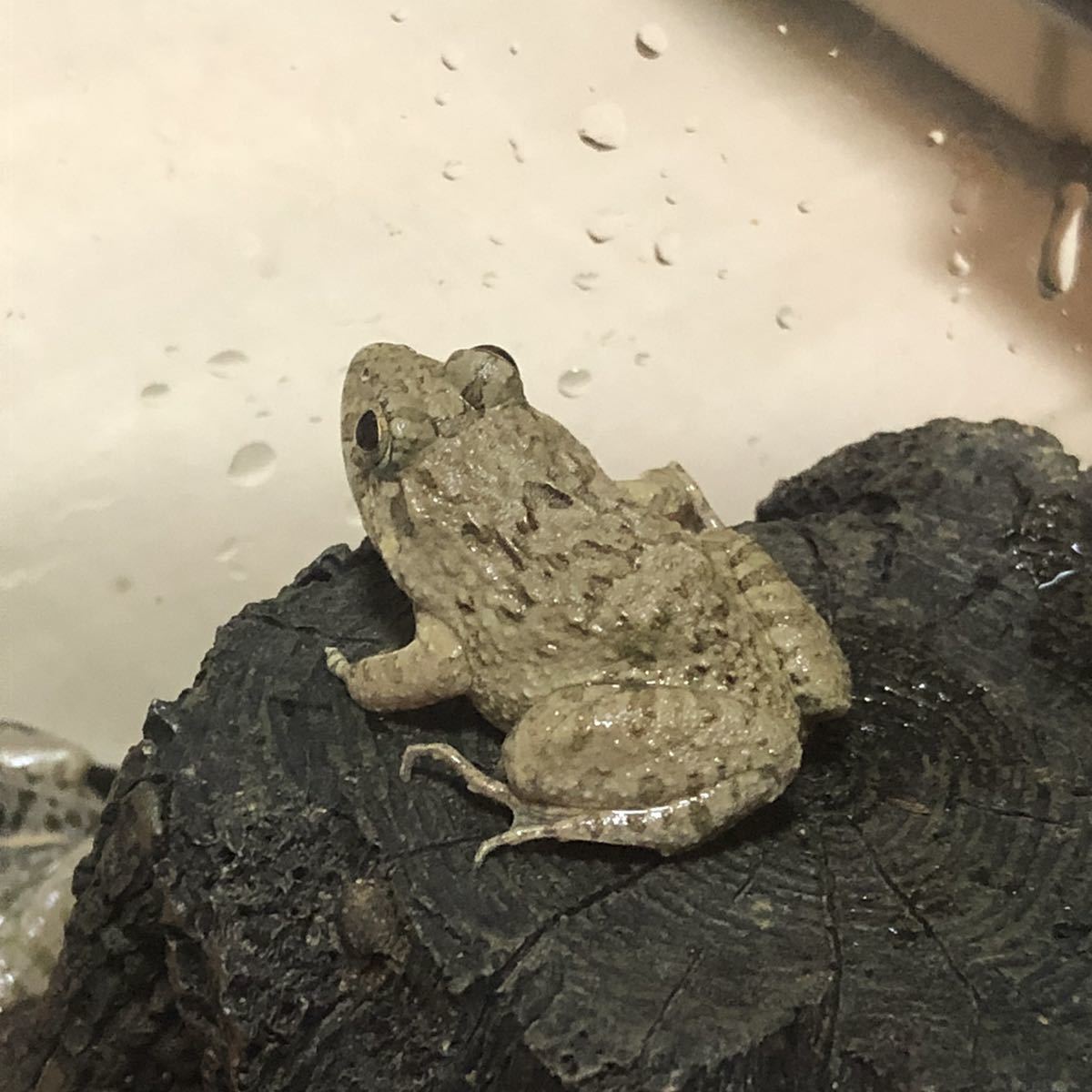 ヌマガエル カエル フロッグ 両生類 可愛い カエル 売買されたオークション情報 Yahooの商品情報をアーカイブ公開 オークファン Aucfan Com