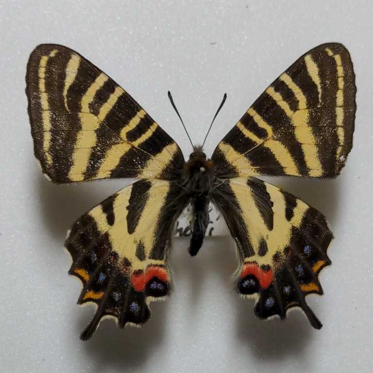 1ペア】ギフチョウ（滋賀県、岐阜県産） 【公式通販】