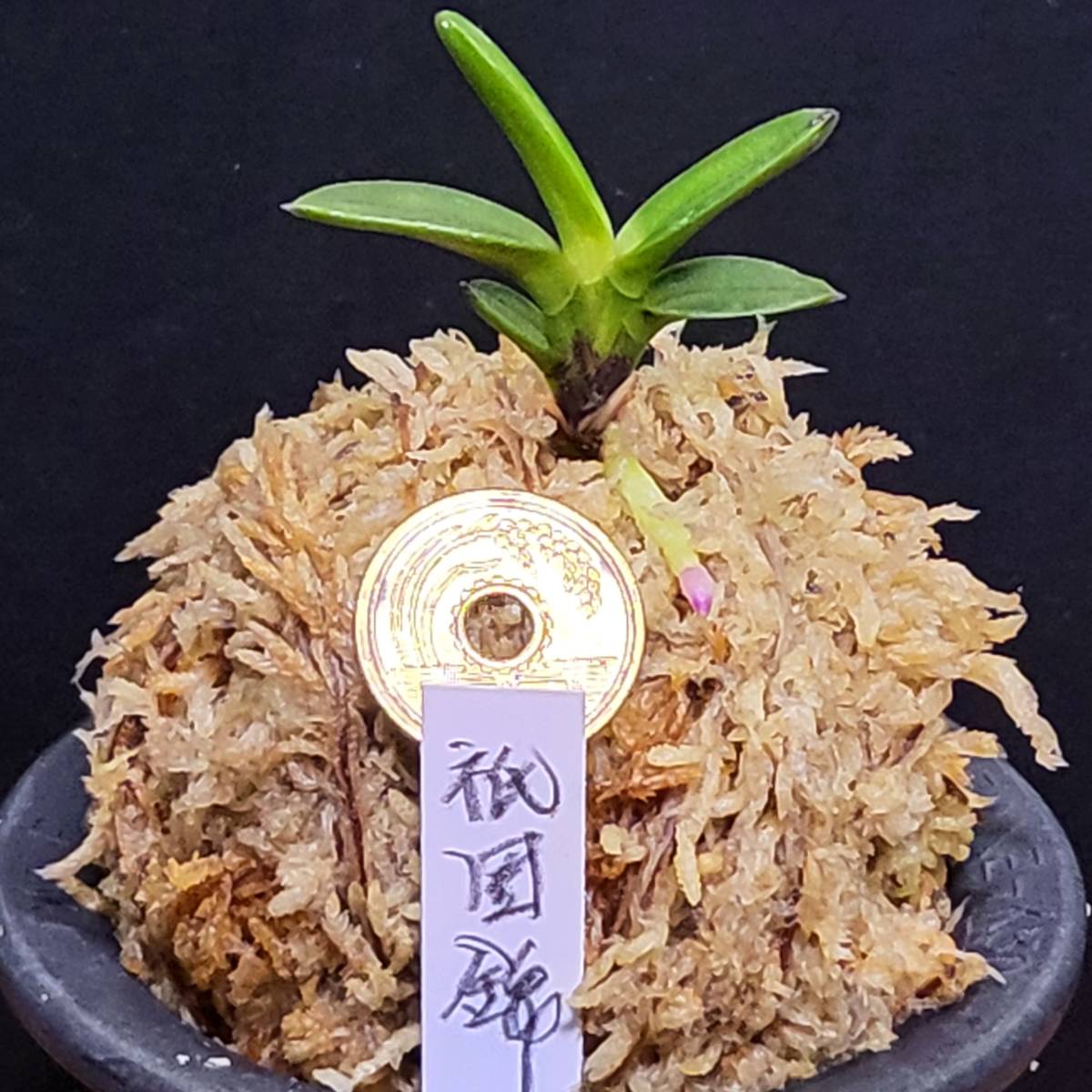 I.S.園芸・富貴蘭【祇園錦・柄本当に少ない(^^;)】 富貴蘭「羆錦