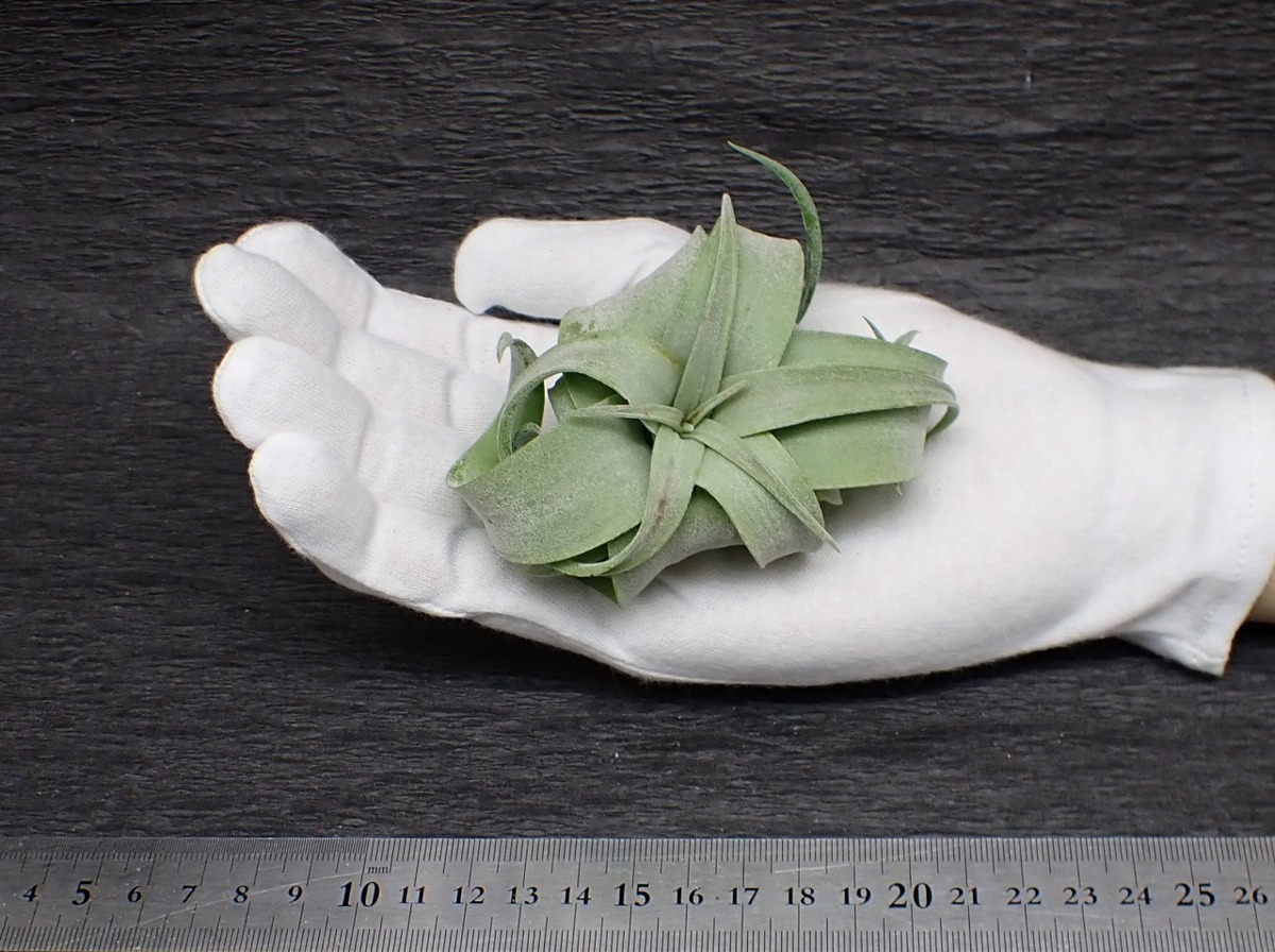 新作，豊富な Tillandsia streptophylla Guatemala チランジア ストレプトフィラ グアテマラ エアプランツTI 第四種 税別1円(アナナス)｜売買されたオークション情報、yahooの商品情報をアーカイブ公開 - オークファ アナナス