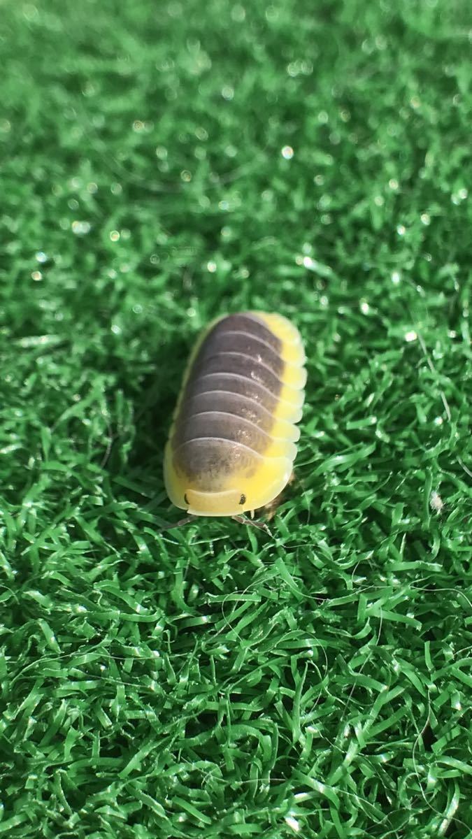 発色良好 レモンブルーダンゴムシ6 10mm 7匹 虫類 売買されたオークション情報 Yahooの商品情報をアーカイブ公開 オークファン Aucfan Com