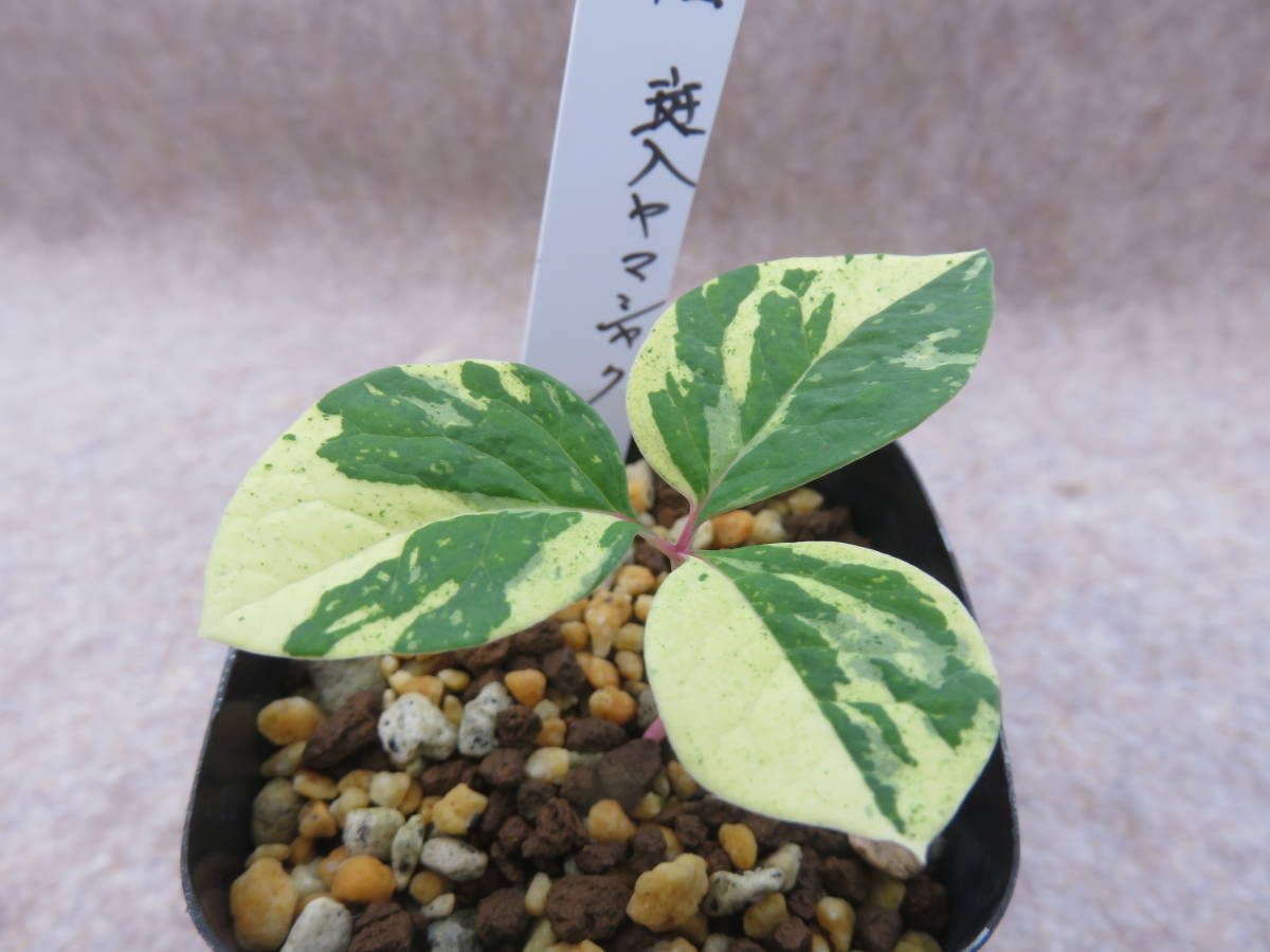 斑入り山野草 斑入り山シャクヤク 実生品 希少品。 - 山野草 斑入り