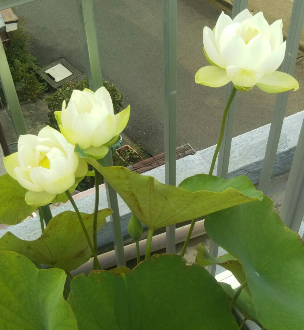 白蓮 花ハス 白磁 レンコン 苗 小型 花蓮 蓮根 ハス 蓮 スイレン 睡蓮 ビオトープ 水生植物 めだか メダカ 苗 売買されたオークション情報 Yahooの商品情報をアーカイブ公開 オークファン Aucfan Com