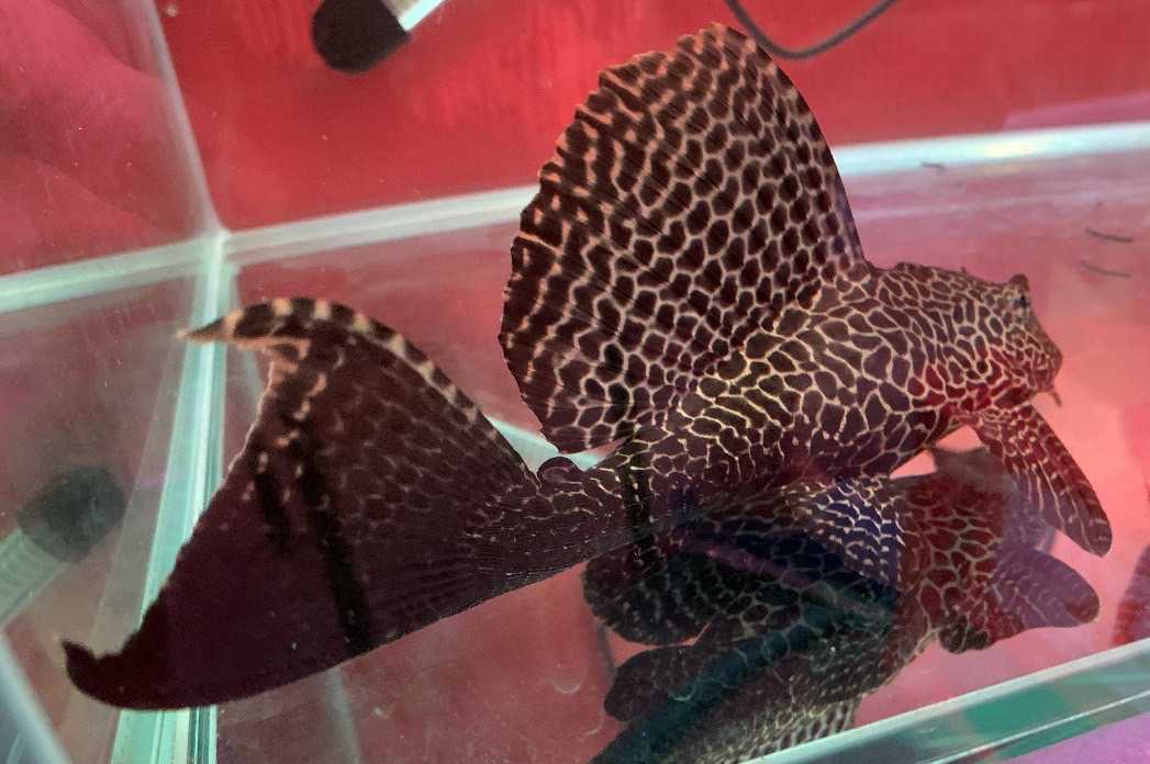 プレコ マーブルセルフィンプレコ cm の出品 大型魚水槽にいかが か よく掃除しますよ プレコ 売買されたオークション情報 Yahooの商品情報をアーカイブ公開 オークファン Aucfan Com