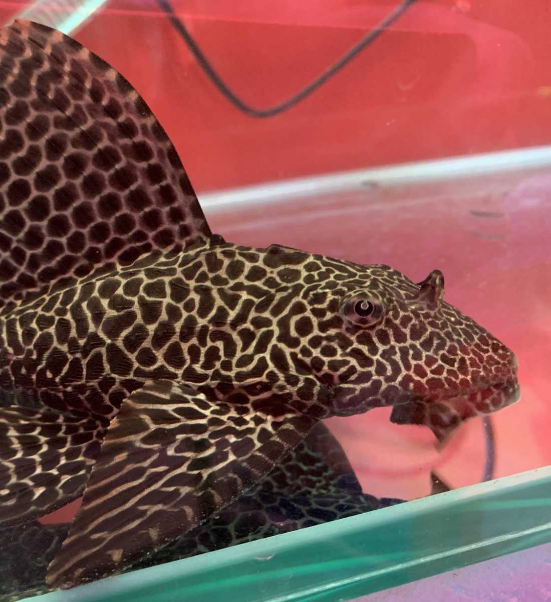 プレコ マーブルセルフィンプレコ cm の出品 大型魚水槽にいかが か よく掃除しますよ プレコ 売買されたオークション情報 Yahooの商品情報をアーカイブ公開 オークファン Aucfan Com