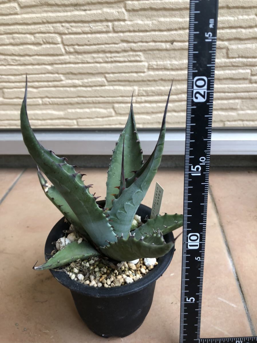 アガベ オバティフォリア Agave ovatifolia 5