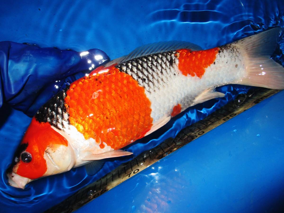 錦鯉夢屋品評会用！ジャンボ新仔28－2、黒五色(見沼xかん 横浜錦鯉 