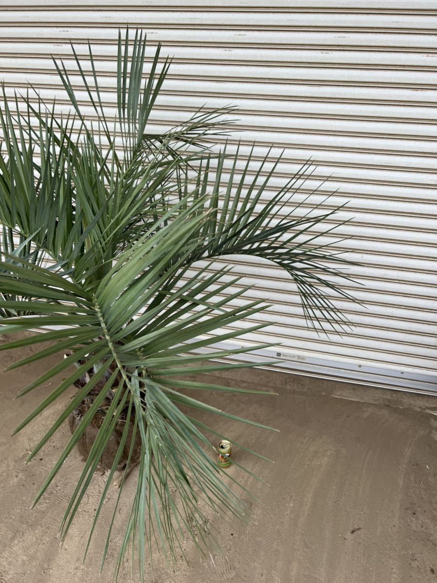 ココスヤシ シルバーリーフ 幹太 形状良 ヤシの木 ヤシ 庭木 植木 庭 シンボルツリー ガーデニング 新築等に Www Abacus Plus Com