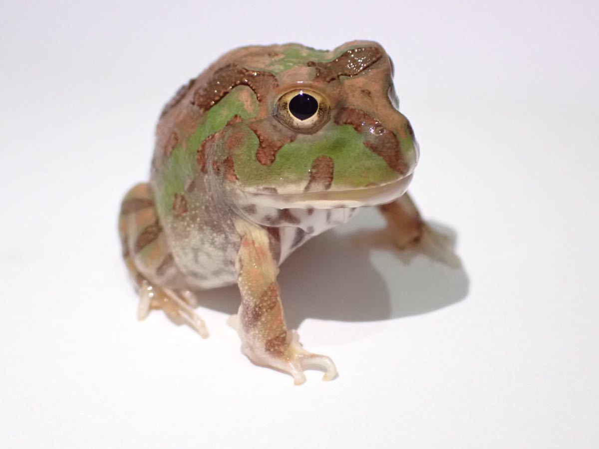 チャコガエル　ボリビア　②