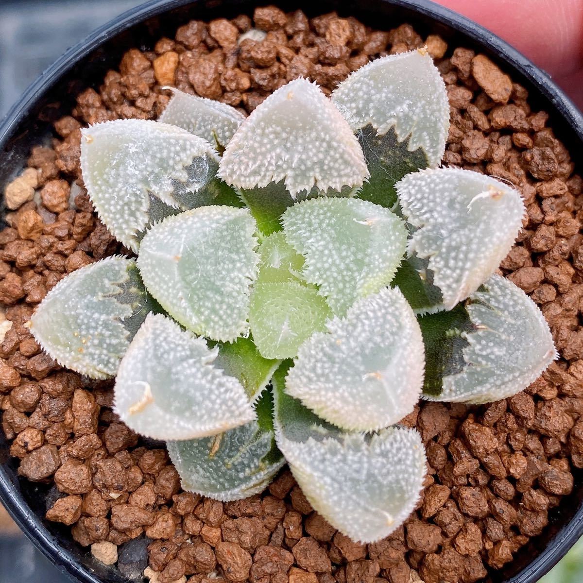 多肉植物/ハオルチア】Haworthia 変異レア苗☆白帝城 全白窓(サボテン